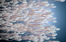 Sperm-production